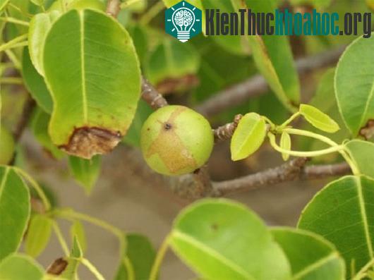 Loài cây độc nhất thế giới