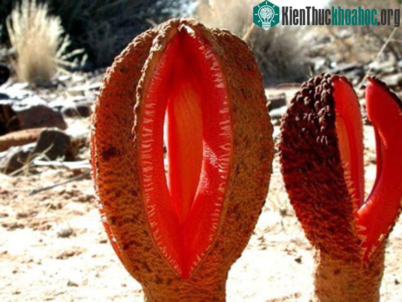 Hydnora africana là tên loài hoa "nhiều thịt" sinh sống ở khu vực miền nam châu Phi. Cây phát triển hoàn toàn dưới lòng đất. Khi bông hoa nhú lên khỏi mặt đất, chúng tiết ra mùi hôi thối ...