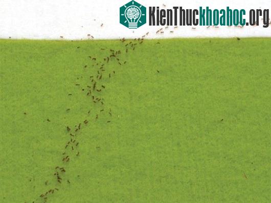 Khi phát hiện ra một nguồn thức ăn mới, kiến sẽ thiết lập một lộ trình vận chuyển tốn ít thời gian nhất.