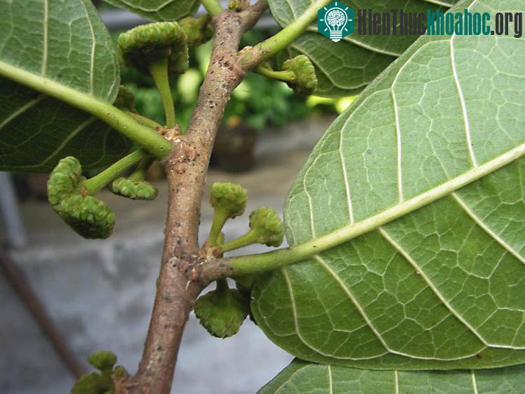Khi đi rừng, nếu bị nhựa sui bắn vào mắt hay dây vào vết thương, cần nhanh chóng rửa sạch, khẩn trương đưa đi cấp cứu.