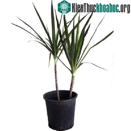 10 loại cây làm sạch không khí trong nhà