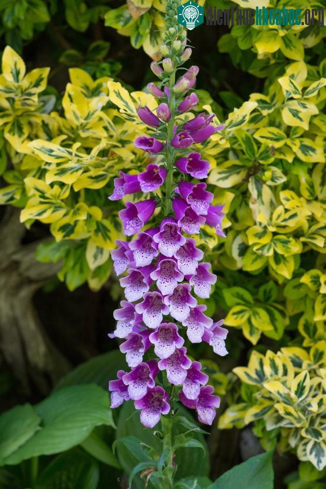 Tuy độc hại như vậy nhưng nếu được sử dụng đúng cách, Foxglove cứu được nhiều người bị bệnh tim.