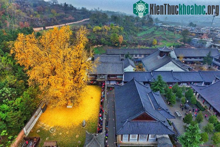 Cây rẻ quạt 1.400 năm tuổi vàng rực một góc sân.