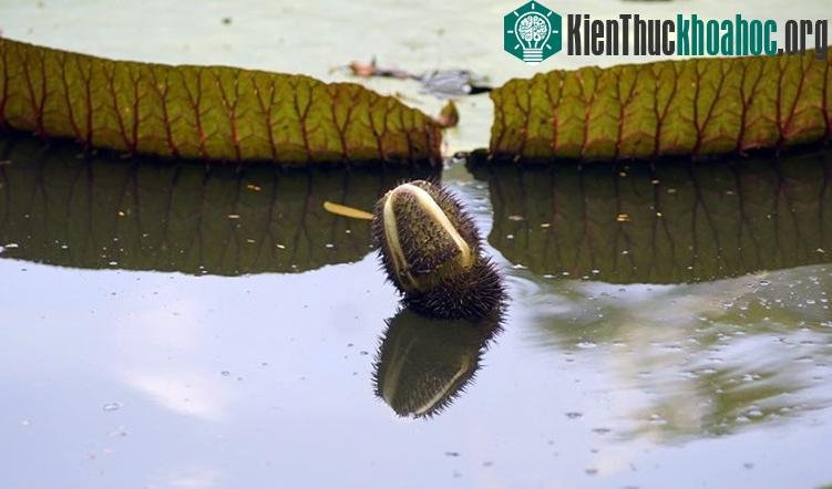 Nụ và hoa sen vua khi mới nở có màu trắng, đến chiều tối chuyển dần màu hồng, khi tàn có màu tím thẫm.