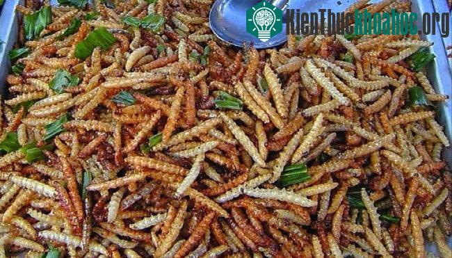 Sâu tre có hàm lượng protein và axit amin cao.