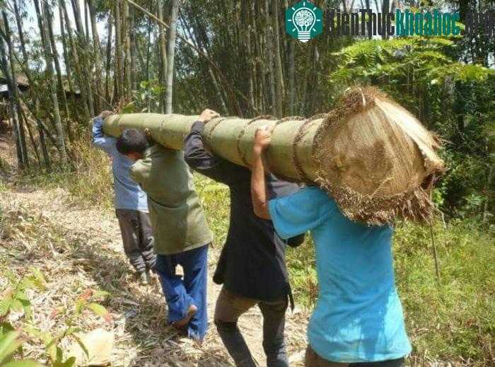 Một thân tre phải cần đến 4 người khiêng.