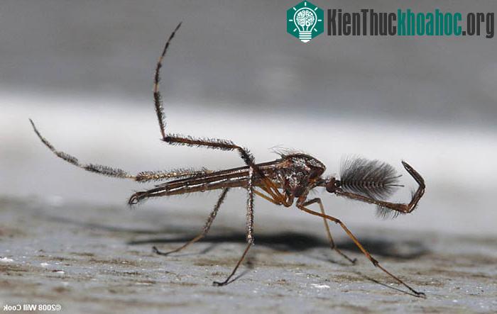 Đặc biệt, con đực có thêm cặp râu xù xì để "làm điệu" với con cái.
