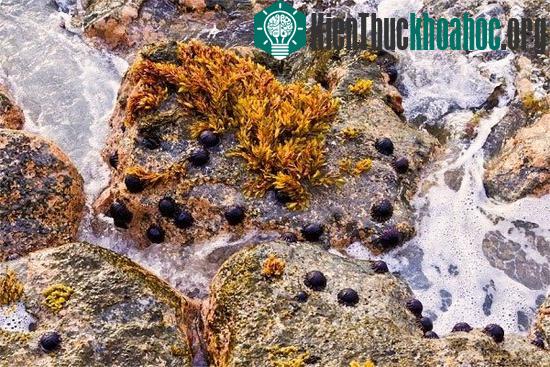 Người dân trên đảo Hawaii giờ vẫn còn bị ám ảnh bởi câu chuyện truyền thuyết về lời nguyền từ đám rêu nâu
