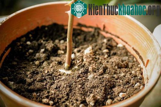 Đặt khoai tây vào trong chậu cây, chỉ để hở phần cành hồng.