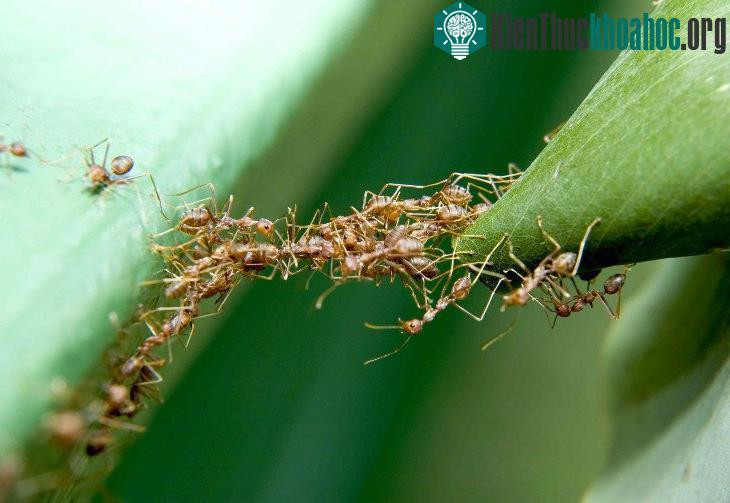Nhưng đặc biệt hơn, tuyến đường của chúng chạy quanh co qua nhiều loại địa hình nhằm tạo nên một lộ trình khoa học nhất.
