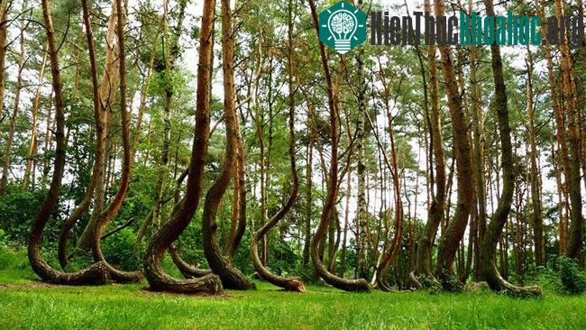 Bạn sẽ rất ngạc nhiên trước hình ảnh cây cong này. Tất cả có khoảng 400 cây như vậy ở gần Gryfino, Tây Ba Lan.