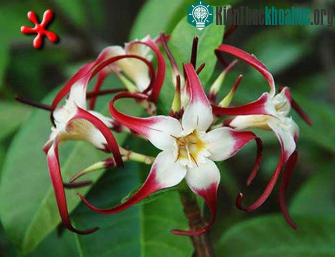 Bị ngộ độc cần khẩn trương gây nôn, rửa dạ dày, cho uống thuốc tẩy, nằm nơi thoáng, yên tĩnh và truyền dịch, tiêm thuốc trợ tim...