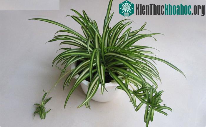 Cây dây nhện sẽ giúp bạn lọc formaldehyde, benzene phân tử trong không khí.