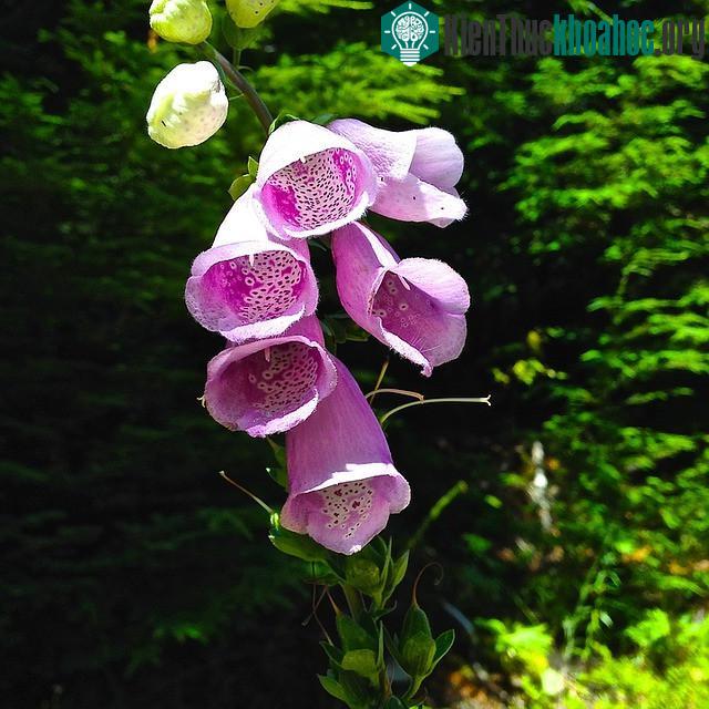 Foxglove phát triển mạnh ở những vùng đất nhiều axit và thường được tìm thấy ở các vùng mà mặt đất đã bị xáo trộn