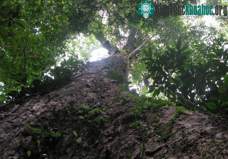 Phay sừng là loài cây thân gỗ lớn, thẳng tròn, cao trên 30m, có những cây tới 50-60m,