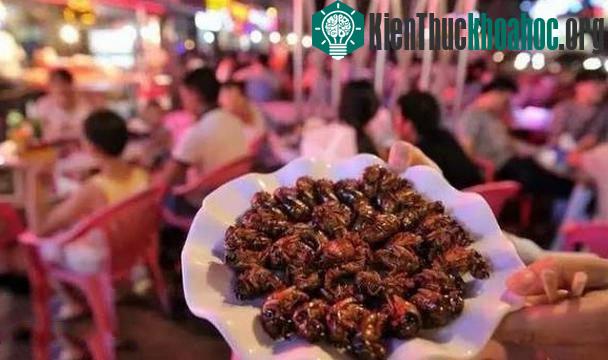 Không chỉ vậy, ve sầu cũng là món ăn của một số khách sạn năm sao cao cấp do các đầu bếp nổi tiếng chế biến ra.