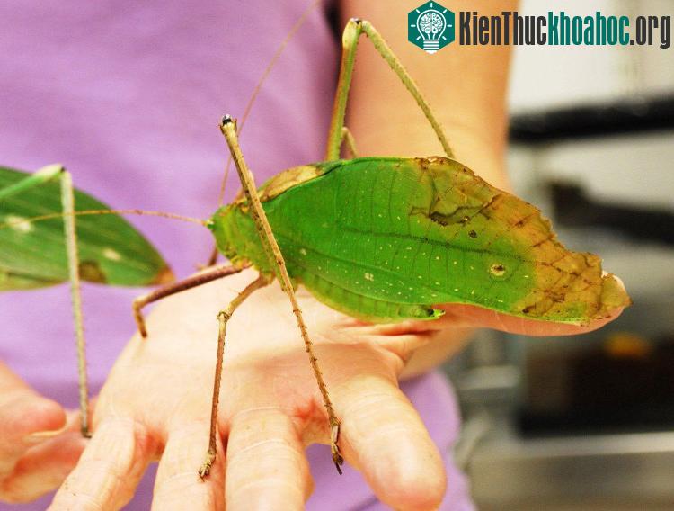 Những “kẻ khổng lồ” trong thế giới côn trùng ảnh 8