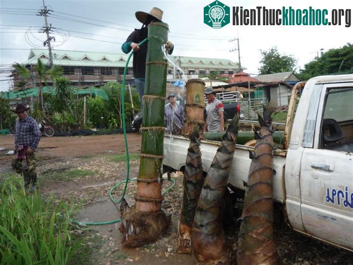 Một đoạn thân tre được rửa sạch trước khi được chất lên xe tải.