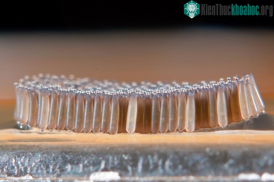 Trứng của chúng thoi dài khoảng 0,8 mm, đường kính 0,4 mm và có thể nằm trên cạn trong cả thời gian dài.