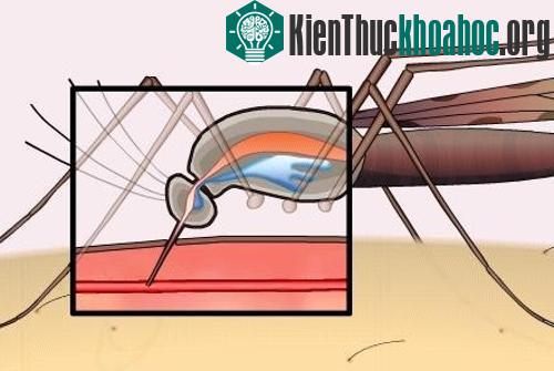 Tại sao muỗi cắn lại gây ngứa?