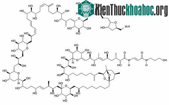 Công thức hóa học vô cùng phức tạp của Palytoxin