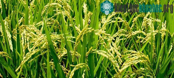 Gạo là một trong những loại cây dễ trồng.