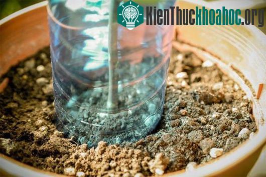 Cắt một chai nhựa chụp lên cành hồng tạo ra một "nhà kính" nhỏ