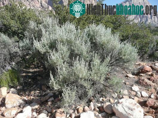 Artemisia tridentate