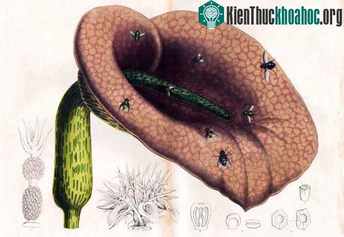 Hoa Helicodiceros muscivorus có mùi hôi giống như một con ngựa chết. Vào ngày nắng ấm, bông hoa sẽ nở và phát ra mùi hôi.