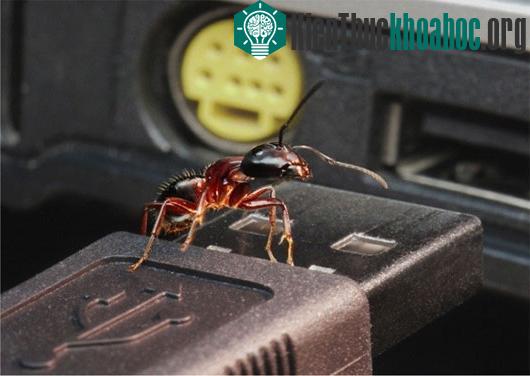 Loài "kiến điên" (Raspberry) với kích thước siêu nhỏ chỉ khoảng 3mm cùng khả năng sinh tồn rất cao có thể chống được cả các loạt thuốc trừ sâu đã "làm mưa làm gió" một vùng rộng...