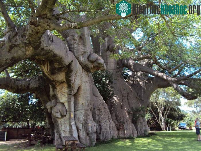 Boabab Sunland là một cây mọc gần Modjadjiskloof, tỉnh Limpopo, Nam Phi. Cây này bị rỗng tự nhiên và đến năm 1993, nó đã được cải tạo thành một quán Bar nhỏ có sức chứa từ 15 – 20 người.