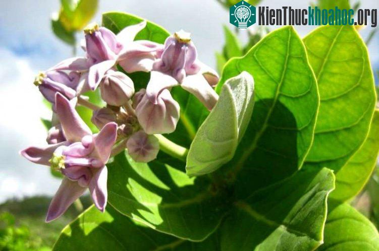 Loài hoa này mọc rất nhiều ven biển.