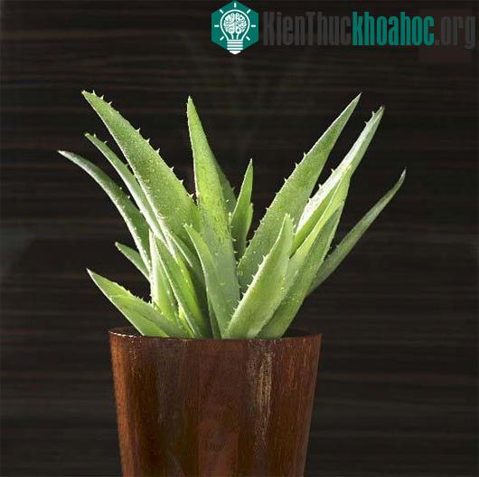 Lô hội hấp thu tốt khí cacbonic và nhả oxy về đêm