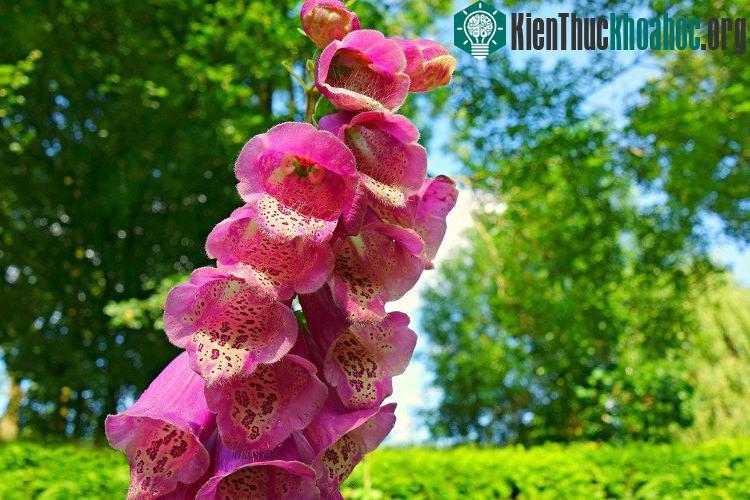 Foxglove có nguồn gốc từ miền Tây và Tây Nam châu Âu, Tây và Trung Á, Úc, Tây Bắc châu Phi