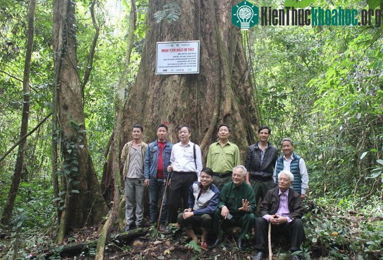Gốc phay sừng cổ thụ có đường kính hơn 2m nằm lọt thỏm giữa khu bảo tồn thiên nhiên Pù Hoạt vừa được Hội Bảo vệ Thiên nhiên và Môi trường Việt Nam, chính quyền huyện Quế Phong gắn biển.