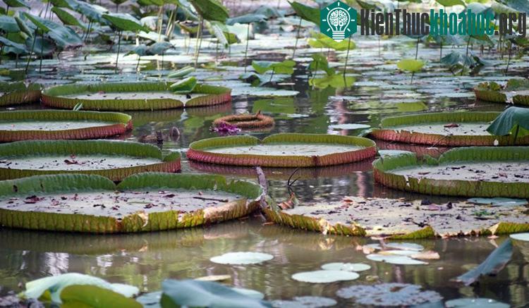 Trên thế giới, sen vua là loài cây được ưa chuộng ở các công viên vùng nhiệt đới do dáng vẻ độc đáo của mình.