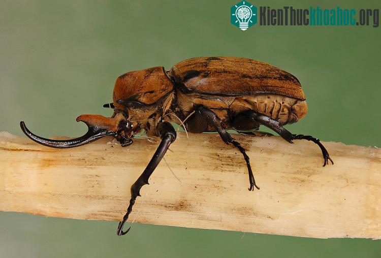 Những “kẻ khổng lồ” trong thế giới côn trùng ảnh 9