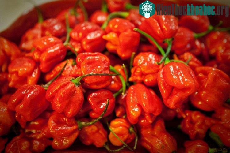 Ớt Trinidad Moruga Scorpion