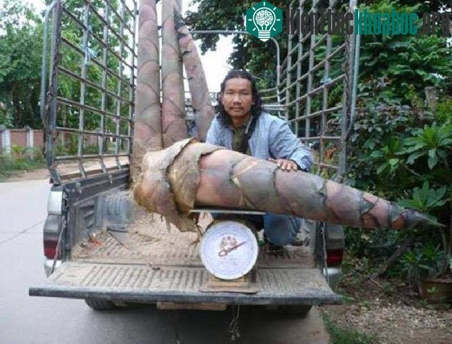Anh Naga Sen và một số măng tre được thu hoạch.
