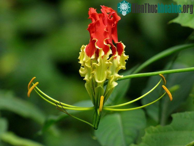Hiện cây hoa này đang được ứng dụng nhiều trong y học.
