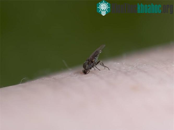 Ruồi cát ở Nam Mỹ, châu Phi và một số địa phương ở miền nam châu Âu là trung gian lây truyền vi sinh vật Leishmania ở da. Mắc phải căn bệnh này, làn da của bạn bị đục khoét liên tục, không bao giờ ...