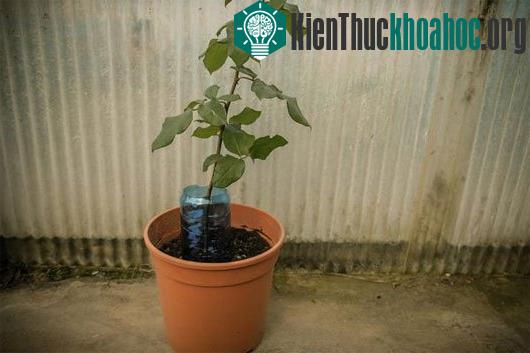 Đặt chậu cây trong sân nhà ở nơi khô ráo, thoáng mát, tránh ánh nắng chiếu trực tiếp.