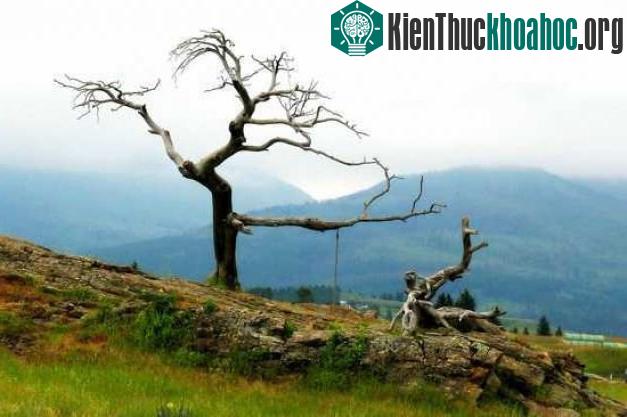 Cây Burmis đã chết vào những năm 1970 nhưng cho đến giờ nó vẫn đứng sừng sững và không có dấu hiệu bị mục nát.