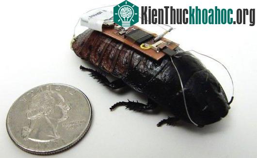 Các con gián mang các thiết bị phát sóng trên lưng có thể chạy trong các tòa nhà và phát hiện các chất hóa học nguy hiểm trong không khí. (Ảnh: NC State University)