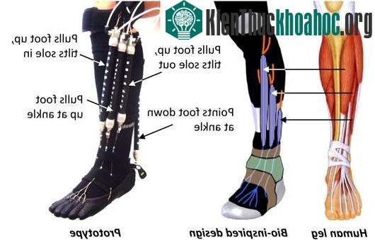 Thiết bị mới giúp hỗ trợ chân có vấn đề. (Ảnh:&nbsp;ecnmag.com)
