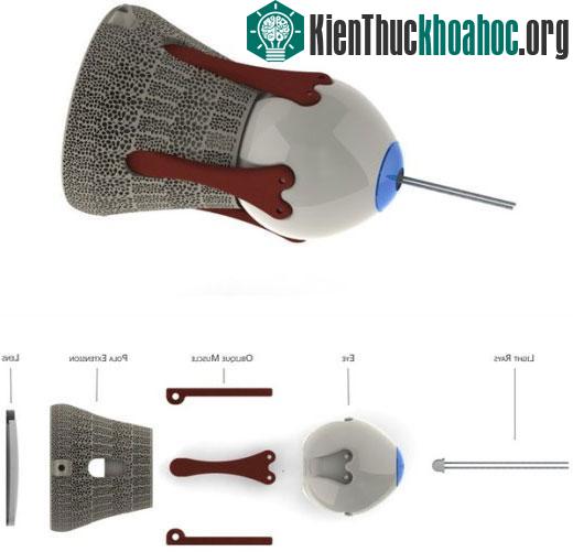 Cách mới điều trị gãy xương: Bó bột bằng khung vật liệu in 3D