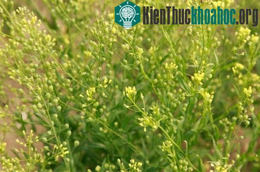 Dầu chiết xuất từ cây Camelina có thể dùng để sản xuất Omega 3