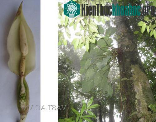 Nơi sống của loài Ráy Việt Nam (bên trái) và bông mo với ống mo đã mở (bên phải). (Ảnh: VAST)