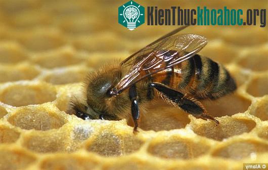 Một thiết bị có thể phát hiện bệnh ung thư nhờ sử dụng ong