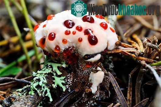 Những loài nấm có hình thù kỳ dị